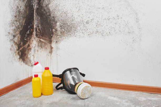 Best Professional Mold Removal  in Norlina, NC