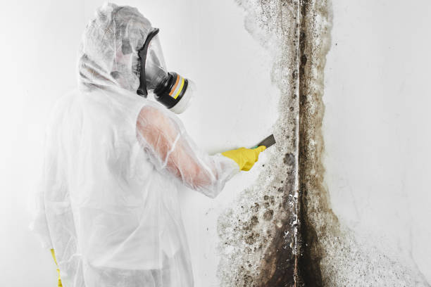 Best Toxic Mold Removal  in Norlina, NC