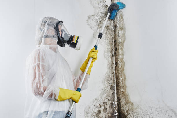 Best Fast Mold Removal  in Norlina, NC
