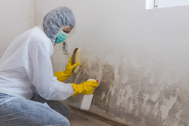 Best Certified Mold Removal  in Norlina, NC