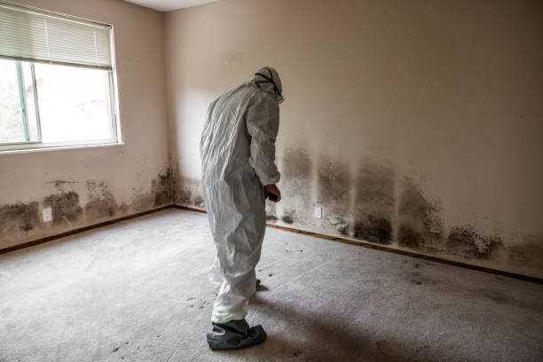 Certified Mold Removal in Norlina, NC
