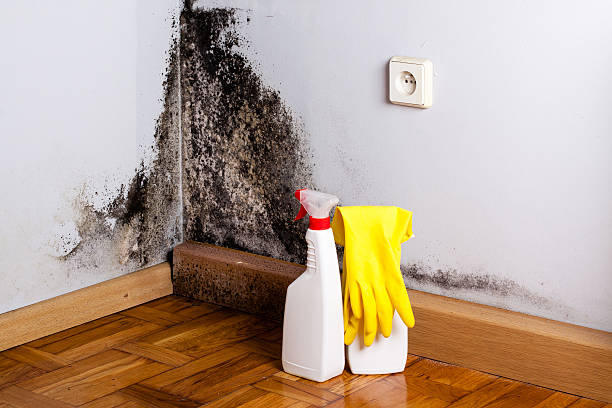 Best Office Mold Removal Services  in Norlina, NC