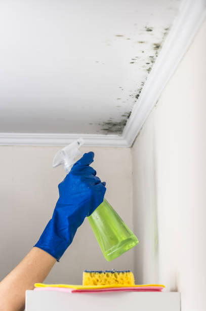 Best Home Mold Removal  in Norlina, NC
